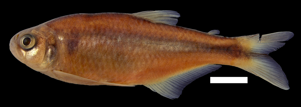 bryconamericus-andresoi-holotipo-iuq-447-5