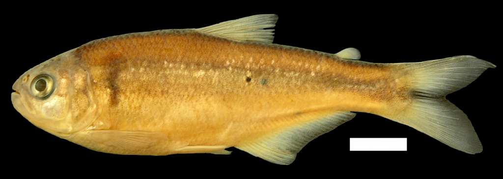 bryconamericus-arilepis-holotipo-iuq-1917