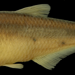 bryconamericus-foncensis-holotipo-iuq-1941-4