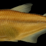 bryconamericus-gonzalezoi-holotipo-iuq-377